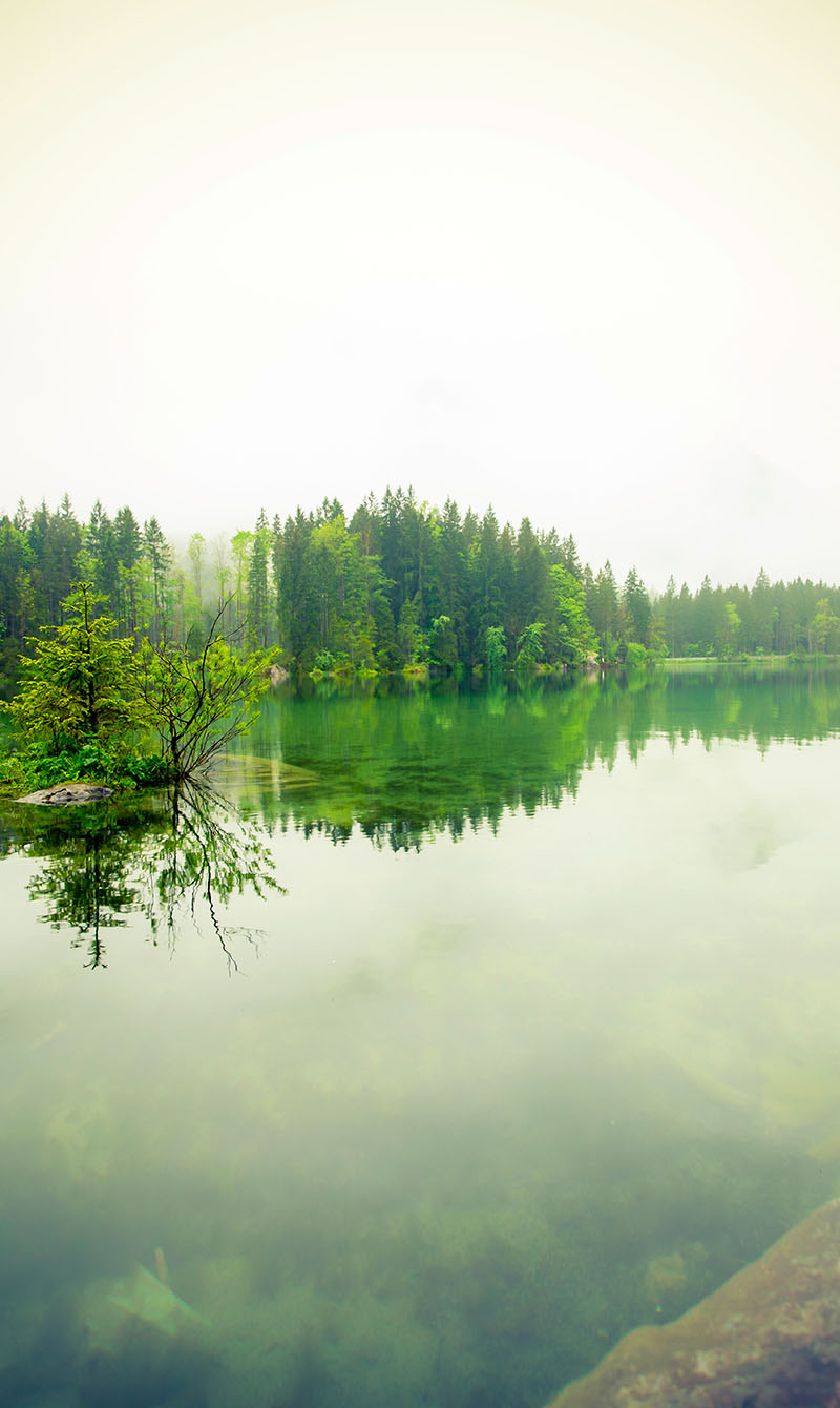 Green blue forest island on water